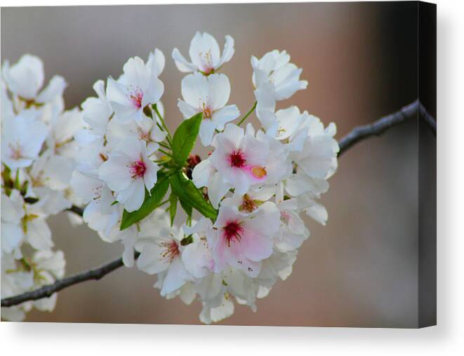 Tree Canvas Print featuring the photograph Springtime Bliss #1 by Karen Wagner