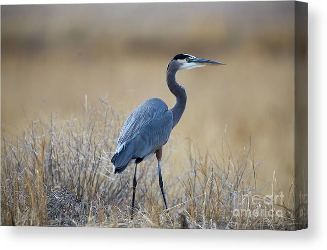 Water Canvas Print featuring the photograph Standing Tall by Douglas Kikendall