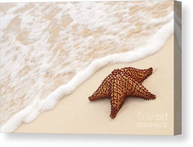 Starfish Canvas Print featuring the photograph Starfish on tropical beach by Elena Elisseeva