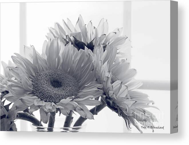 Sunflowers Canvas Print featuring the photograph Sunflowers #1 by Todd Blanchard