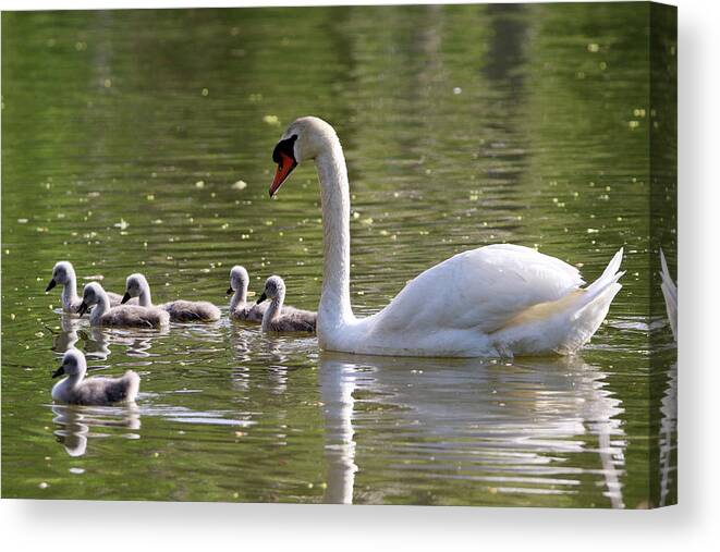 Swan Canvas Print featuring the photograph Swan And Cygnets Stony Brook New York #1 by Bob Savage