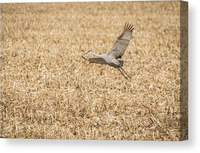 Sandhill Crane Canvas Print featuring the photograph Taking Off #1 by Thomas Young
