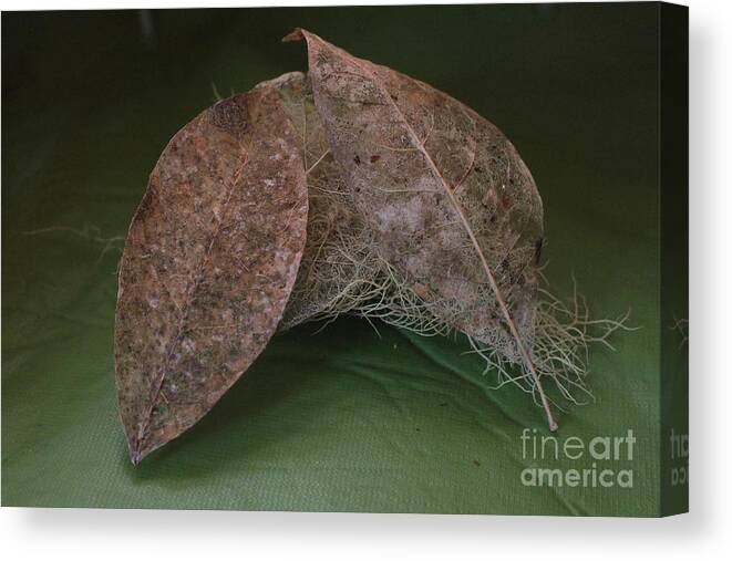 Leaves Canvas Print featuring the photograph Tangled #1 by Marie Neder