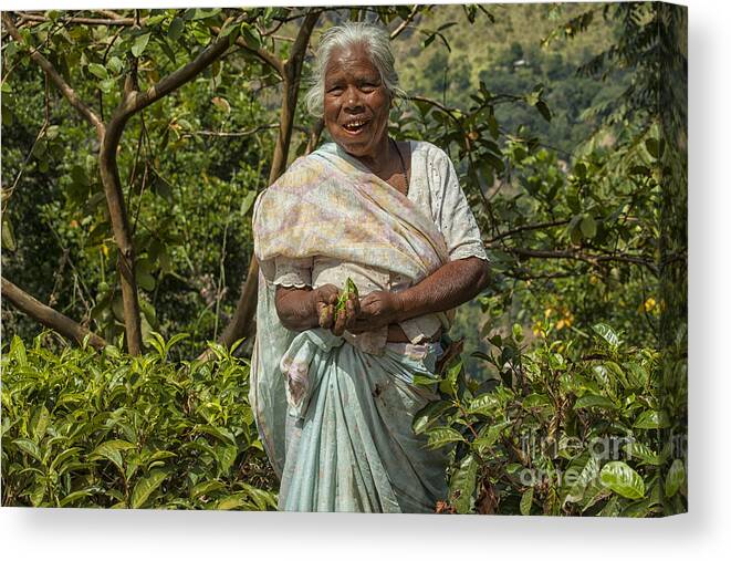 Agriculture Canvas Print featuring the photograph Tea picker in Sri Lanka by Patricia Hofmeester