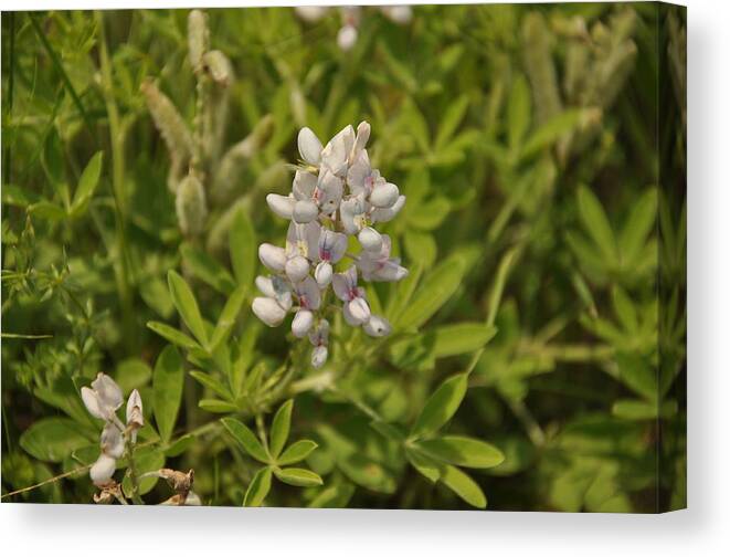 Texas Hill Country Canvas Print featuring the photograph Texas Bluebonnet #1 by Frank Madia