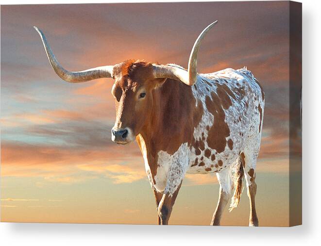 Texas Longhorn Canvas Print featuring the photograph Texas Icon by Robert Anschutz