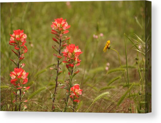 Texas Hill Country Canvas Print featuring the photograph Texas Paintbrush by Frank Madia