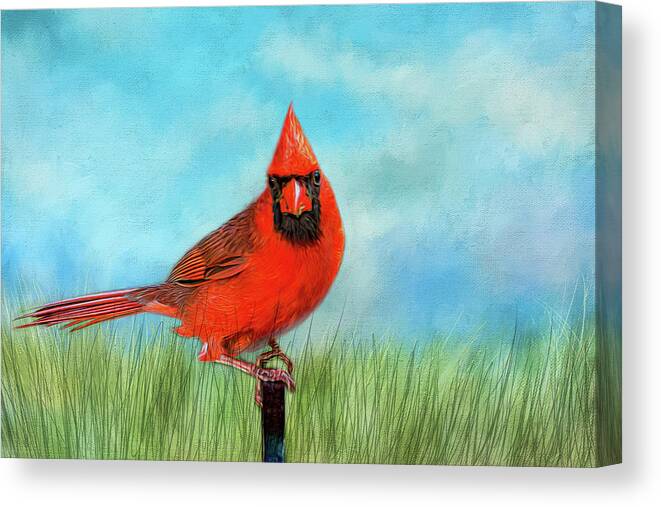 Bird Canvas Print featuring the photograph The Cardinal #1 by Cathy Kovarik