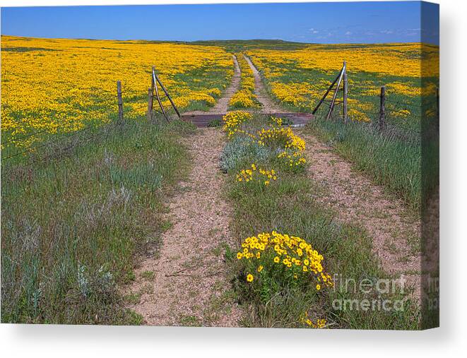 Yellow Wildflowers Canvas Print featuring the photograph The Golden Gate by Jim Garrison