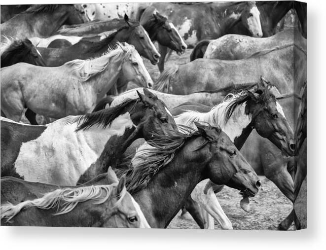 Horses Canvas Print featuring the photograph The Herd #1 by Ryan Courson