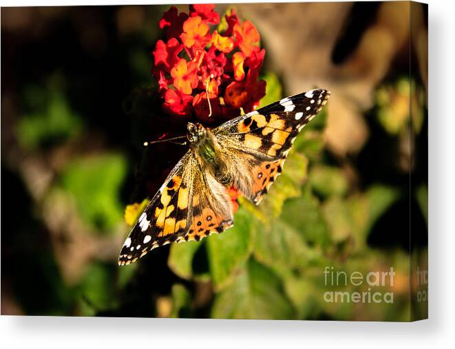 Butterfly Canvas Print featuring the photograph The Painted Lady #1 by Robert Bales