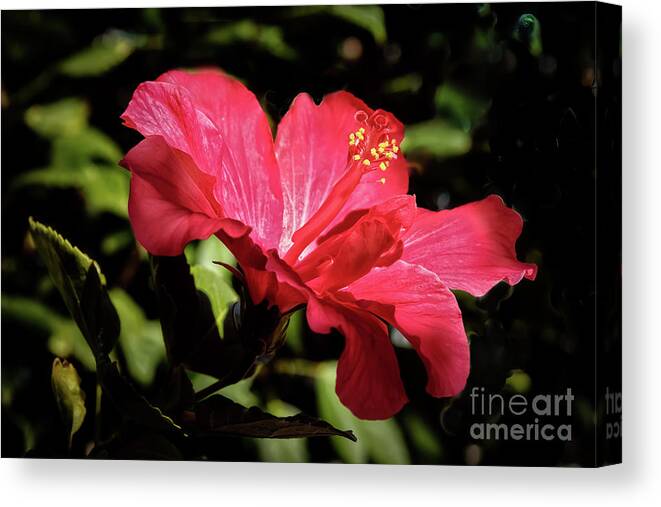 Hibiscus Canvas Print featuring the photograph The Red Hibiscus #2 by Robert Bales