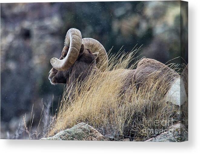 In Focus Canvas Print featuring the photograph The Watchman by Jim Garrison