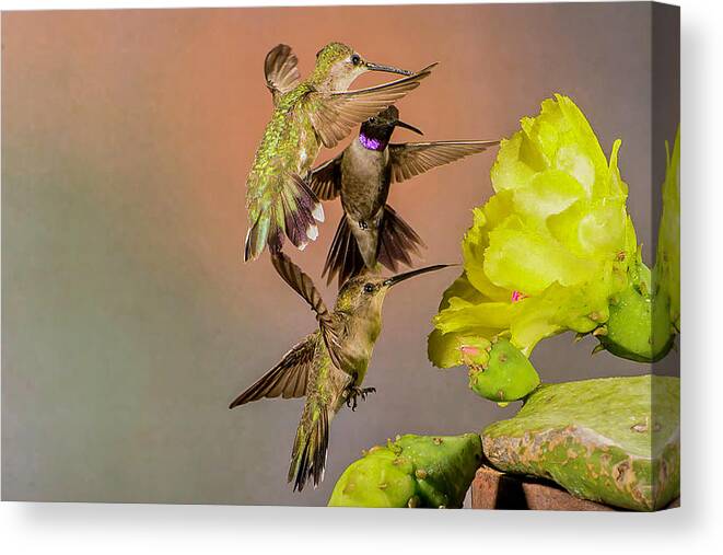 Hummingbirds Canvas Print featuring the photograph Three Hummingbirds #3 by Peggy Blackwell