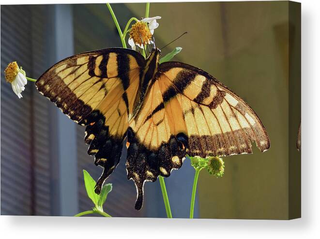 Photograph Canvas Print featuring the photograph Tiger Swallowtail #1 by Larah McElroy