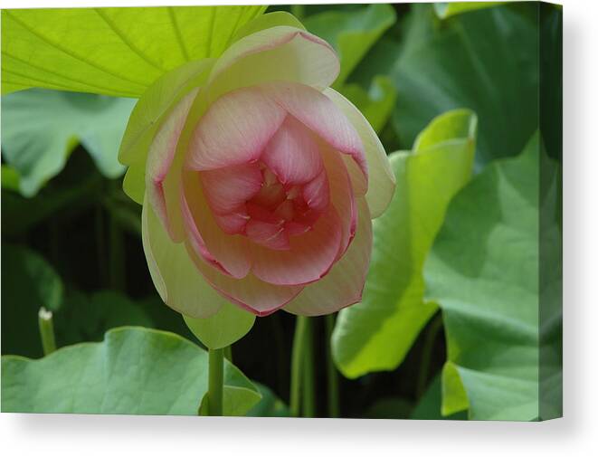 Digital Flower Canvas Print featuring the photograph Tobin Series The Water Lilly's #1 by Kicking Bear Productions
