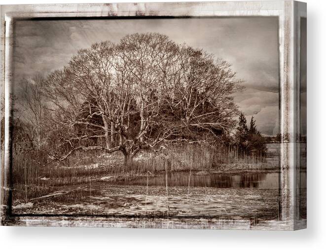 Black And White Canvas Print featuring the photograph Tree in Marsh #1 by Frank Winters