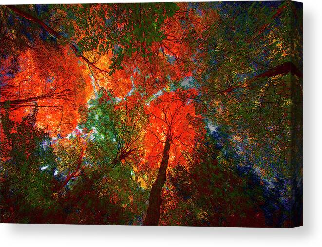 Trees Canvas Print featuring the digital art Tree Tops #1 by David Stasiak