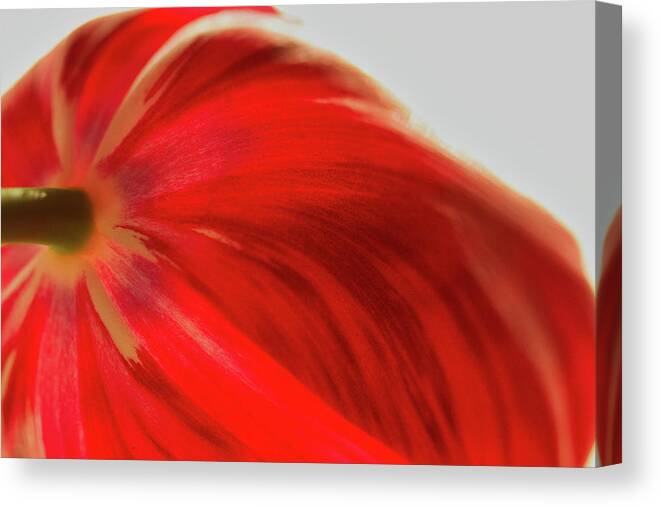 Tulip Canvas Print featuring the photograph Tulip #1 by Kevin Schwalbe