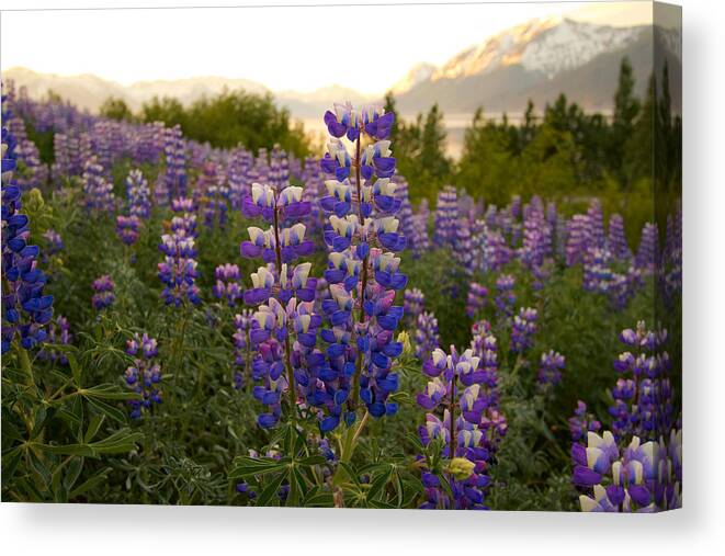 Turnagain Arm Canvas Print featuring the photograph Turnagain Arm Lupine #1 by Scott Slone