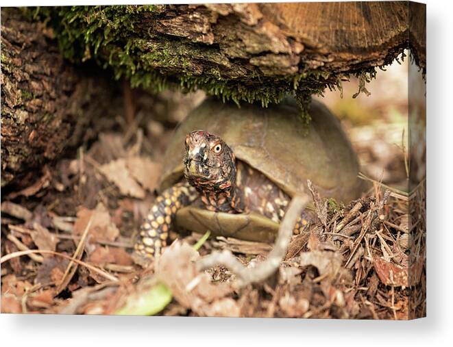 Turtles Canvas Print featuring the photograph Turtle Town #6 by Eilish Palmer