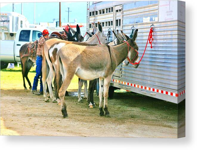 Animal Canvas Print featuring the photograph Waiting #1 by Marilyn Diaz