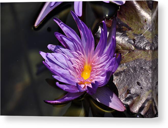 Clay Canvas Print featuring the photograph Water Floral #1 by Clayton Bruster