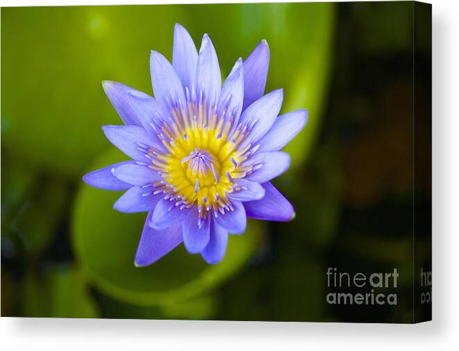Water Lily Canvas Print featuring the photograph Water Lily #2 by Laura Forde