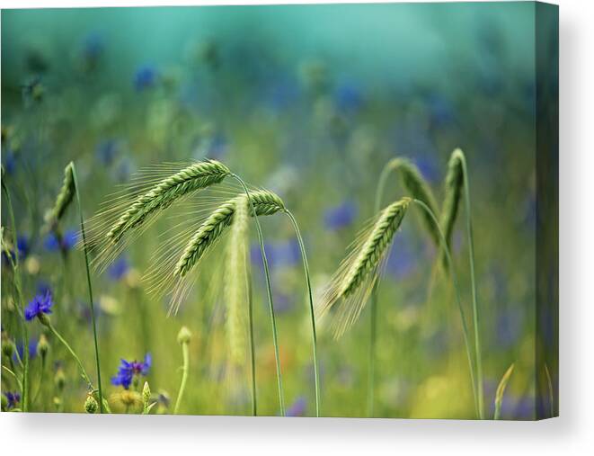 Wheat Canvas Print featuring the photograph Wheat And Corn Flowers by Nailia Schwarz