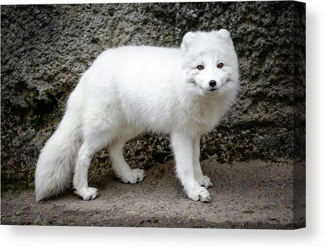 Arctic Fox Canvas Print featuring the photograph White Fox III #1 by Athena Mckinzie