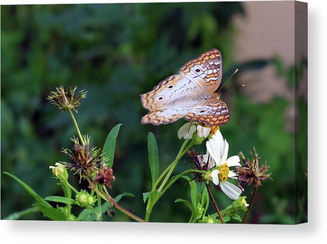 Photograph Canvas Print featuring the photograph White Peacock Butterfly #1 by Larah McElroy