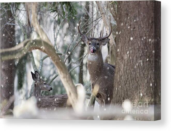 White Tail Canvas Print featuring the photograph White tail bucks in the woods by Dan Friend