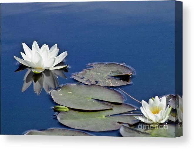 Water Llilies Canvas Print featuring the photograph White Water Lily #2 by Heiko Koehrer-Wagner