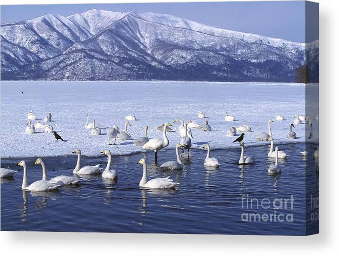 Adult Canvas Print featuring the photograph Whooper Swan Cygnus Cygnus #1 by Gerard Lacz