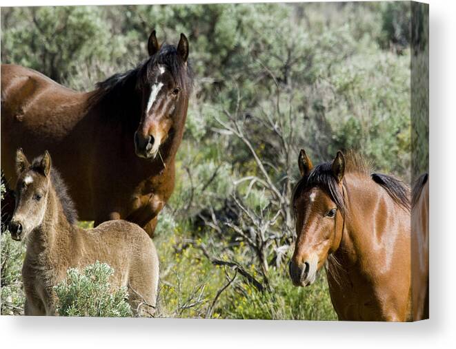 Horses Canvas Print featuring the photograph Wild Mustang Herd by Waterdancer 