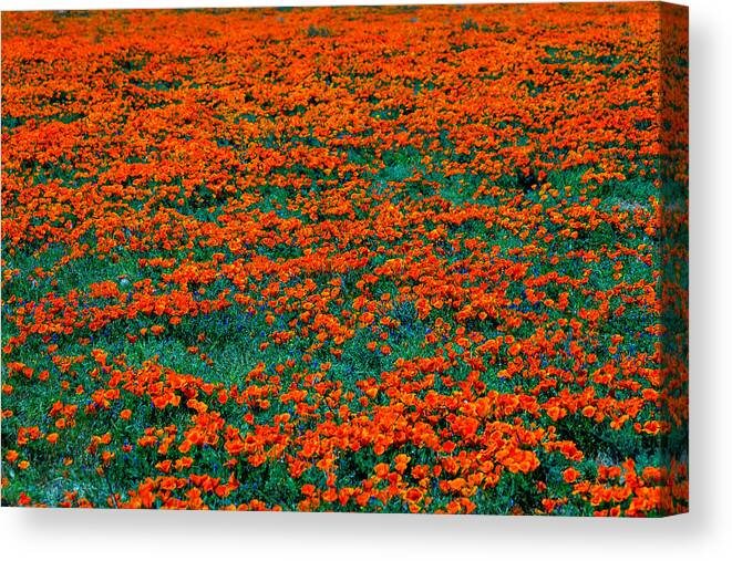 Poppy Canvas Print featuring the photograph Wild Poppies #1 by Garry Gay
