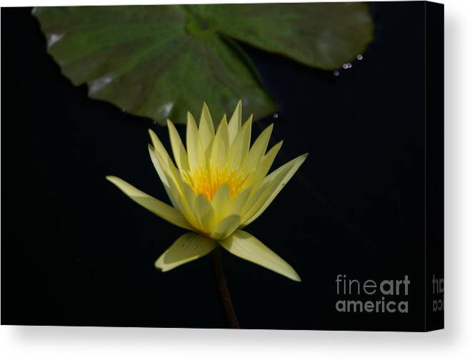Yellow Canvas Print featuring the photograph Yellow Lotus Waterlily #2 by Jackie Irwin