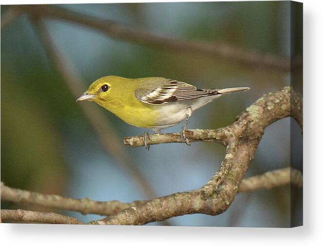 Bird Canvas Print featuring the photograph Yellow-throated Vireo #1 by Alan Lenk