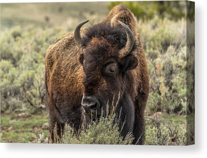 Yellowstone National Park Canvas Print featuring the photograph Yellowstone National Park Bison #1 by Yeates Photography