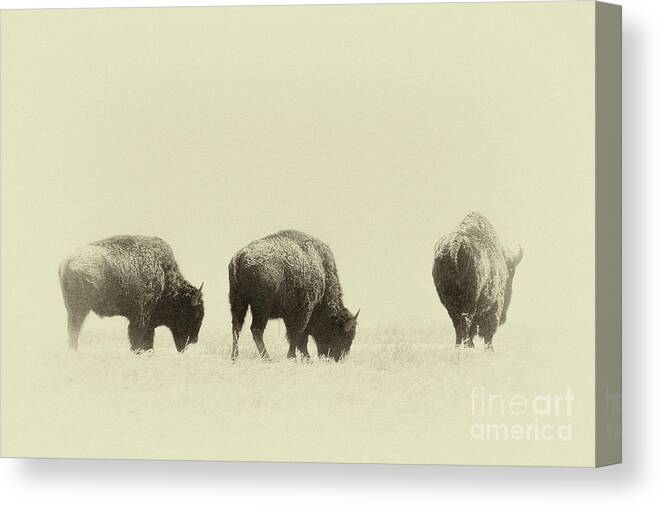 Buffalo Canvas Print featuring the photograph Yesterday's Gone #1 by Jim Garrison