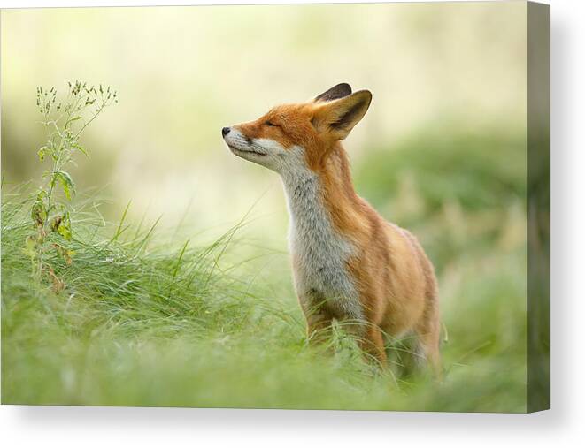 #faatoppicks Canvas Print featuring the photograph Zen Fox Series - Zen Fox by Roeselien Raimond