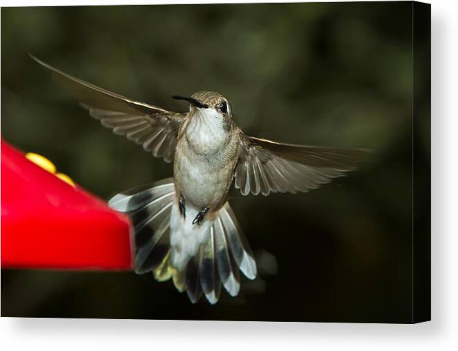 Female Ruby-throated Hummingbird Canvas Print featuring the photograph Female Ruby-Throated Hummingbird #10 by Robert L Jackson