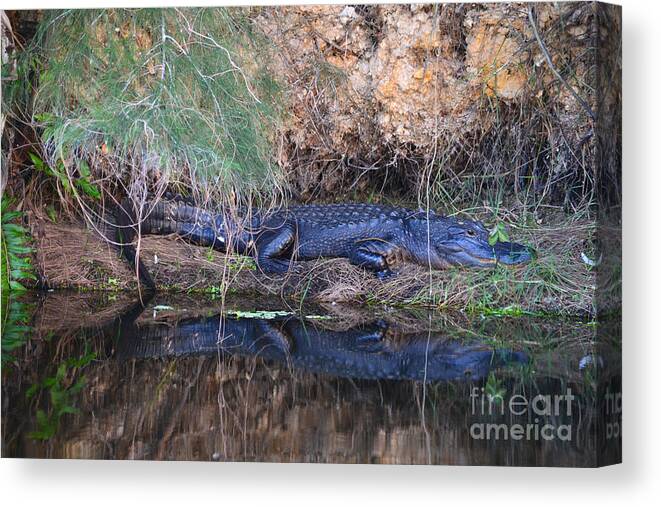 Florida Alligator Canvas Print featuring the photograph 11- Florida Alligator by Joseph Keane