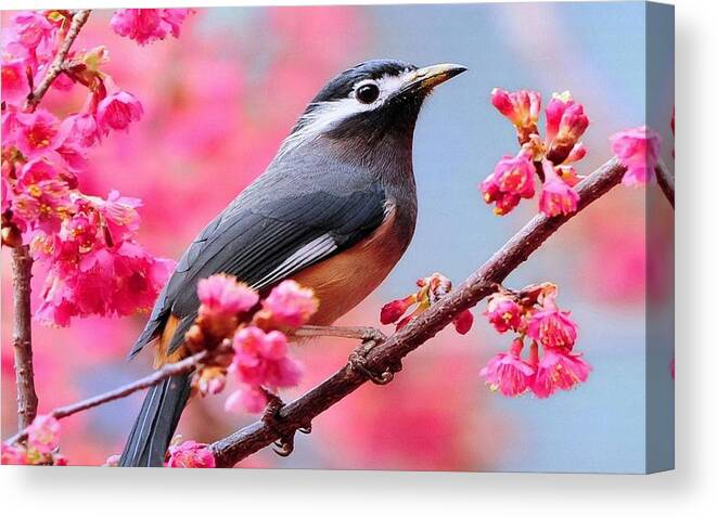 Bird Canvas Print featuring the photograph Bird #112 by Jackie Russo