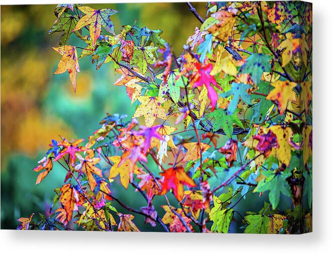 Autumn leaves decorate a beautiful nature bokeh background with Canvas  Print / Canvas Art by Alex Grichenko - Pixels