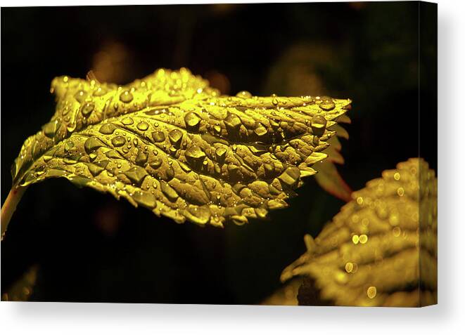 Water Drop Canvas Print featuring the photograph Water Drop #12 by Jackie Russo