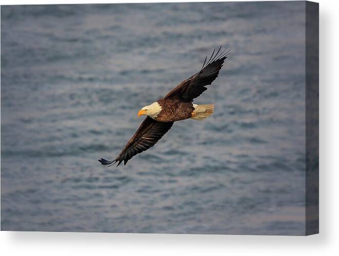 Illinois Canvas Print featuring the photograph Bald Eagle #13 by Peter Lakomy