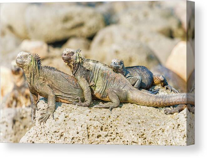 Marine Iguana Canvas Print featuring the photograph Marine Iguana on Galapagos Islands #13 by Marek Poplawski