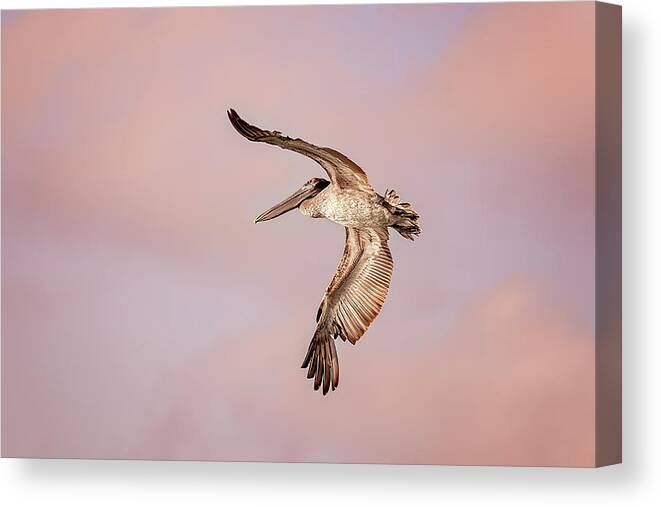 Aqua Canvas Print featuring the photograph Pelican #15 by Peter Lakomy