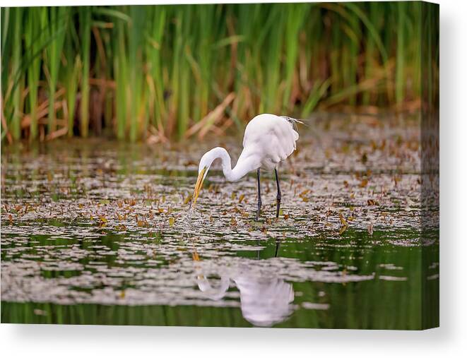 Animal Canvas Print featuring the photograph White, Great Egret by Peter Lakomy